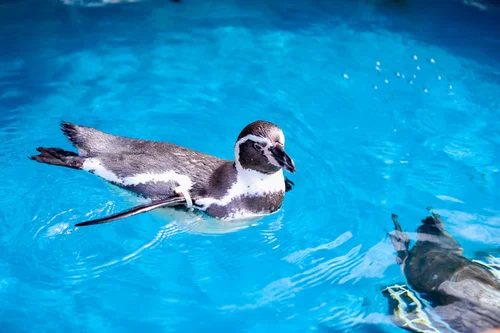 水族館でペンギンが泳いでいる様子